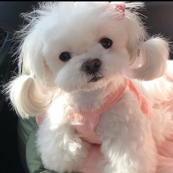 Meet your Posher, Lesly - Picture 1 of 1